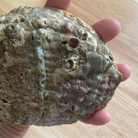 Elegant Iridescent Shell Art - Picture 10 of 14